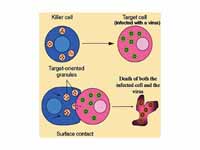 Killer T cells—also called cytotoxic ...