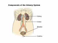 Urinary system components