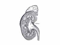 Above each human kidney is one of the...