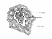 Section of cortex of human kidney.