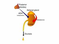 Diuresis regulation by ADH and aldost...
