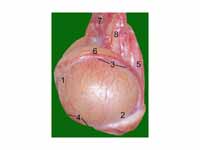 Testicle of a cat: 1 Extremitas capit...