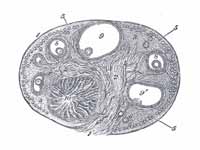 Section of the ovary. 1. Outer coveri...