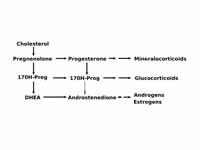 Progesterone is important for aldoste...