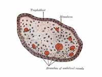 Transverse section of a chorionic vil...