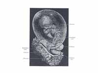 Fetus of about eight weeks, enclosed ...