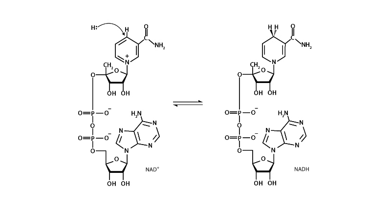 nadph mechanism