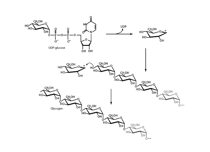 Glycogen Synthase - Integrated MCAT Course